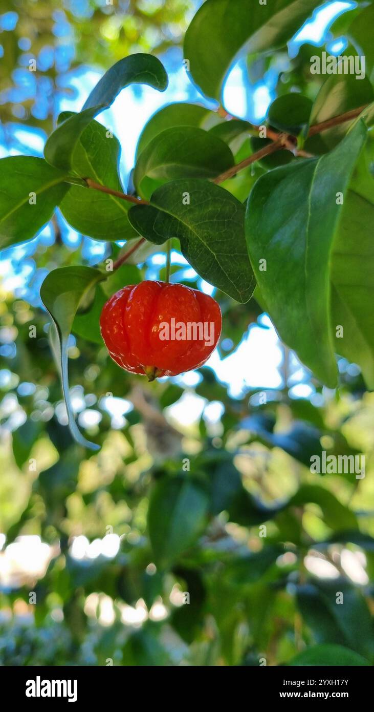 A single, vibrant red Surinam cherry (Eugenia uniflora) dangling delicately from a thin stem, surrounded by lush green leaves. - Smartphone Captured Stock Image