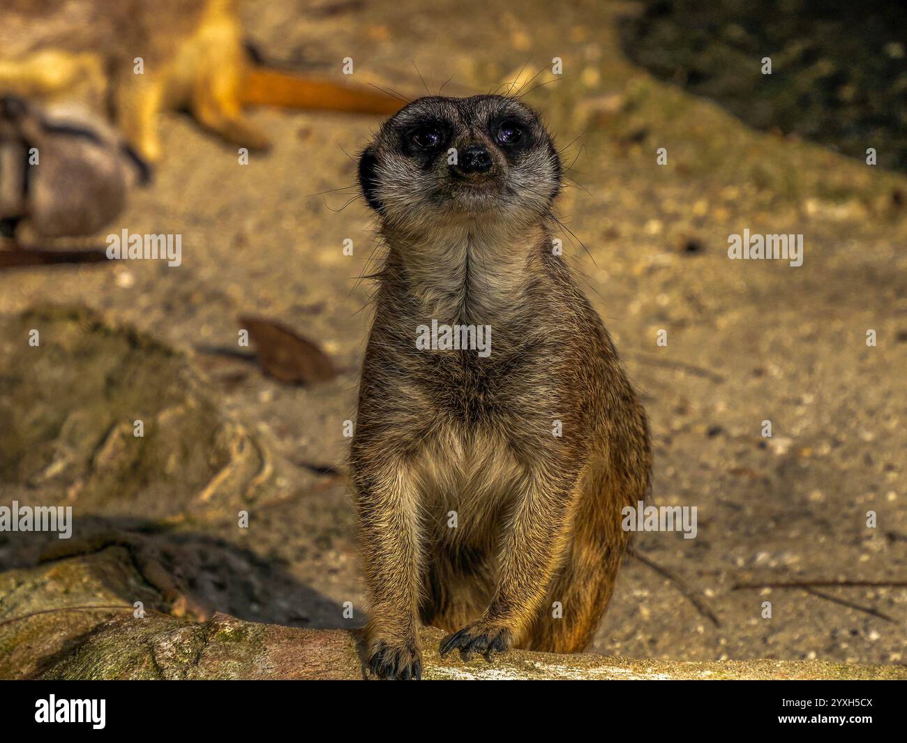 meerkat-african-mammals-close-up-detail-stock-photo-alamy