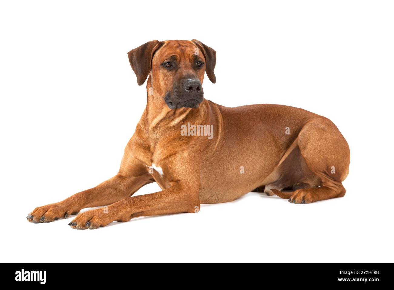 Ridgeback dog portrait Cut Out Stock Images & Pictures - Alamy