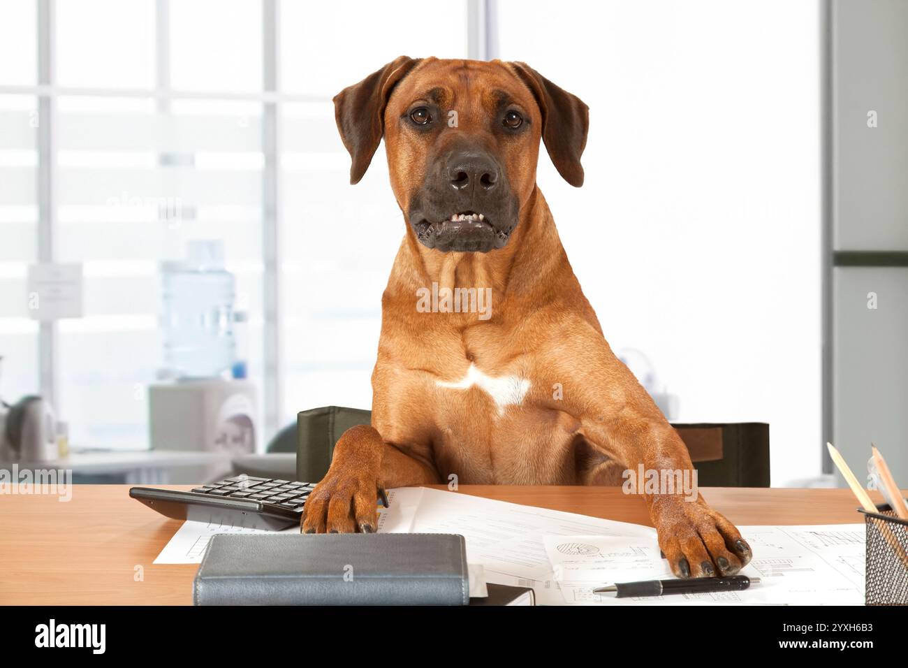 Rhodesian Ridgeback dog sits at a desk as Big Boss Stock Photo - Alamy