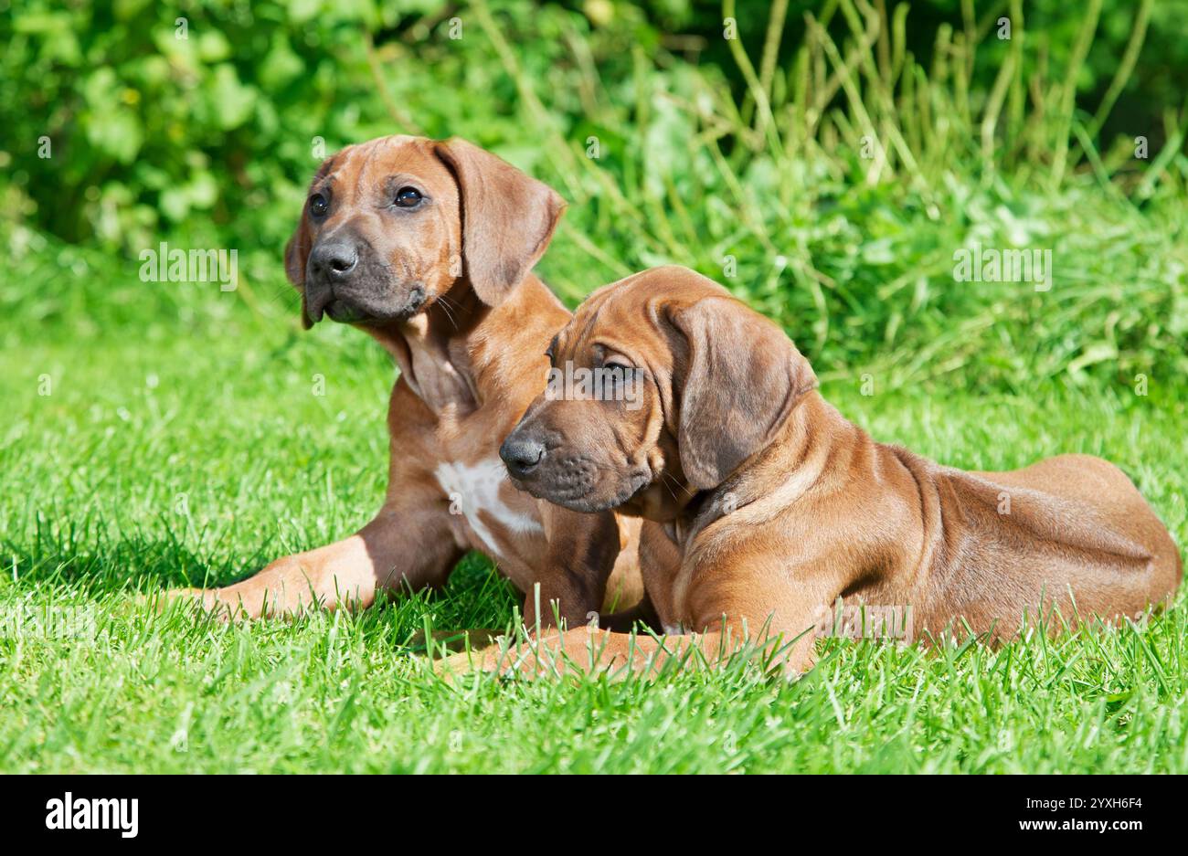 Short haired Rhodesian Ridgeback puppies lying on the grass Stock Photo ...