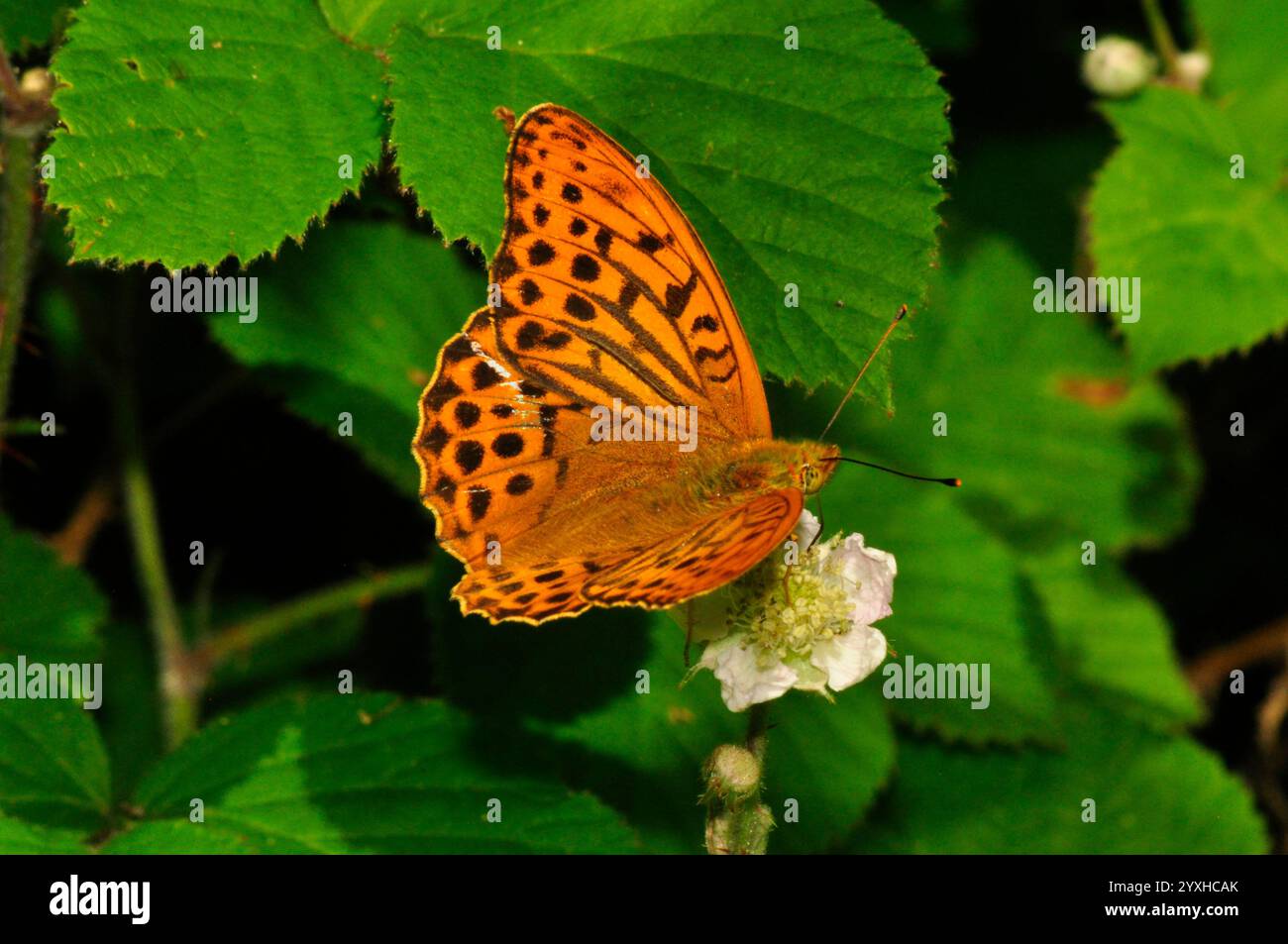 Silver-washed Fritillary,'Argynnis paphia', butterfly,woodlands,on blackberry flower, July and August, Somerset, UK Stock Photo