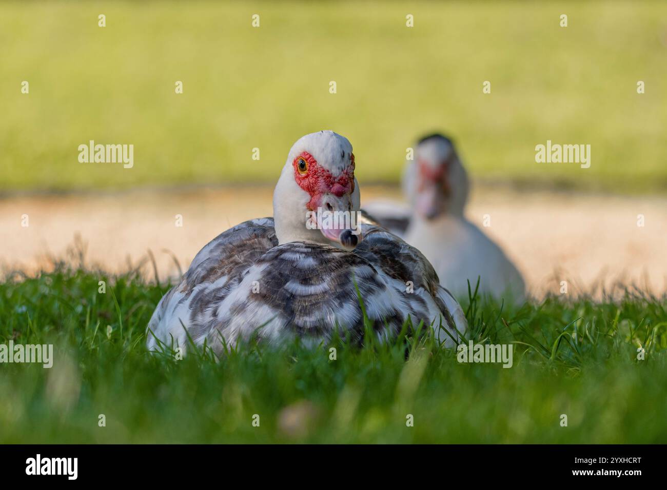 Duck in sunlight shows its splendor Stock Photo - Alamy