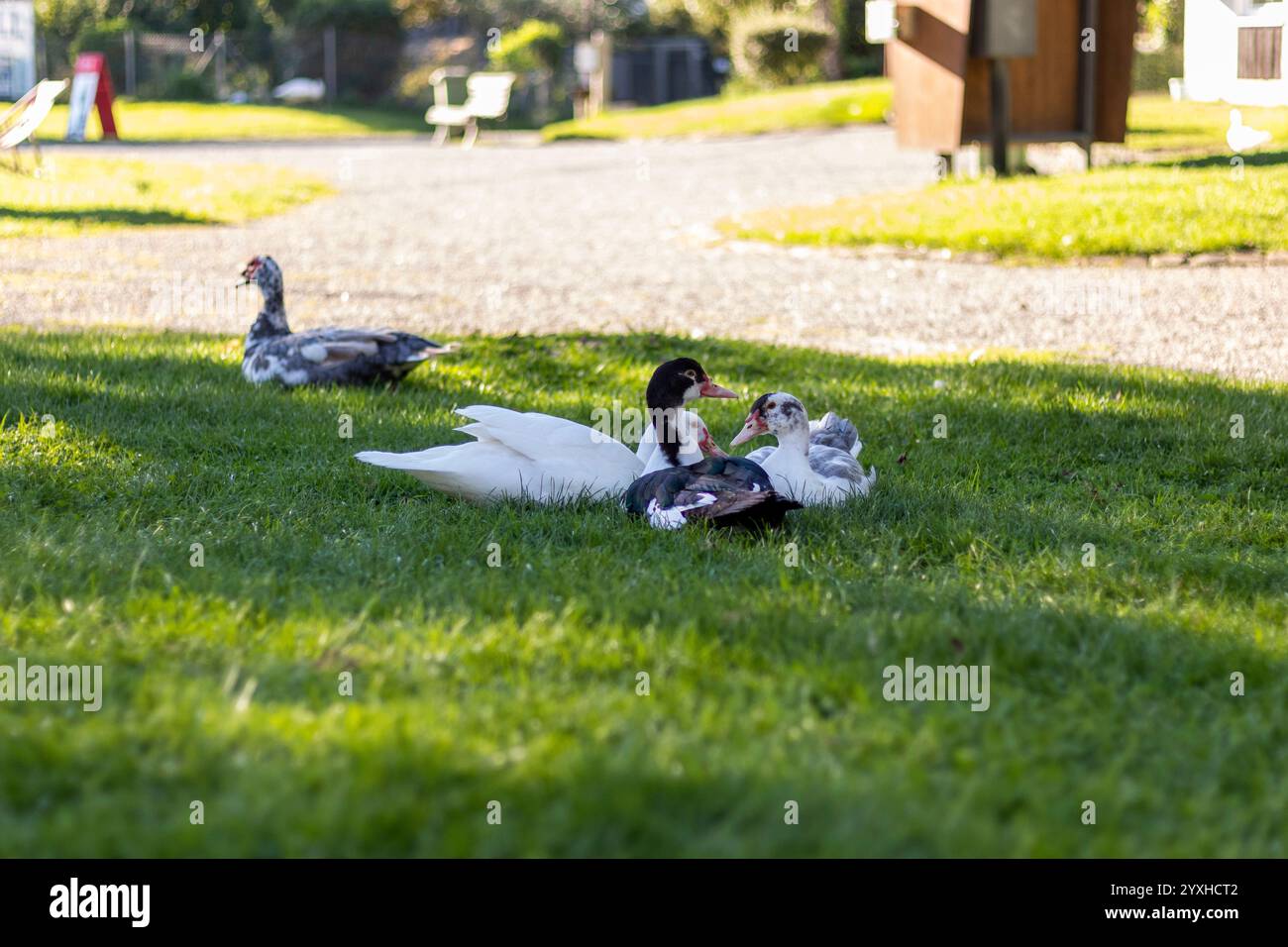 Duck in sunlight shows its splendor Stock Photo - Alamy