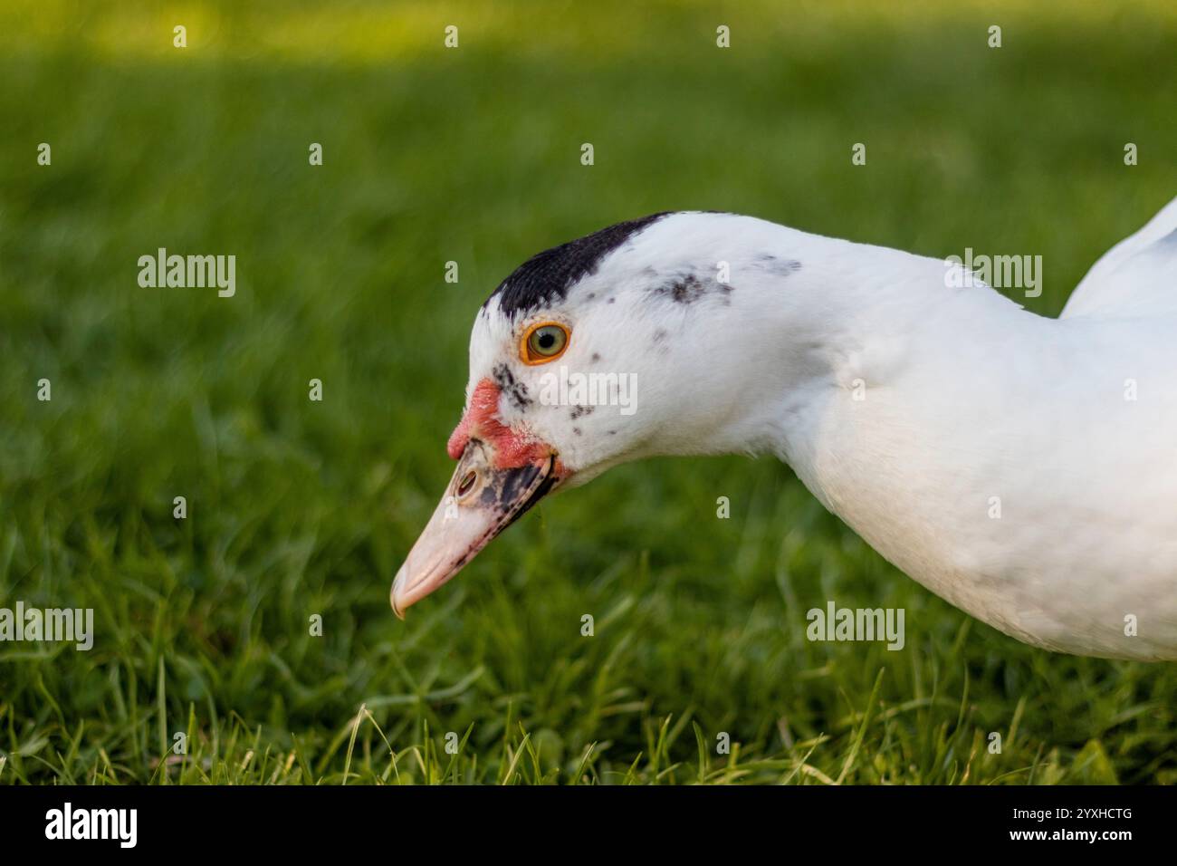 Duck in sunlight shows its splendor Stock Photo - Alamy