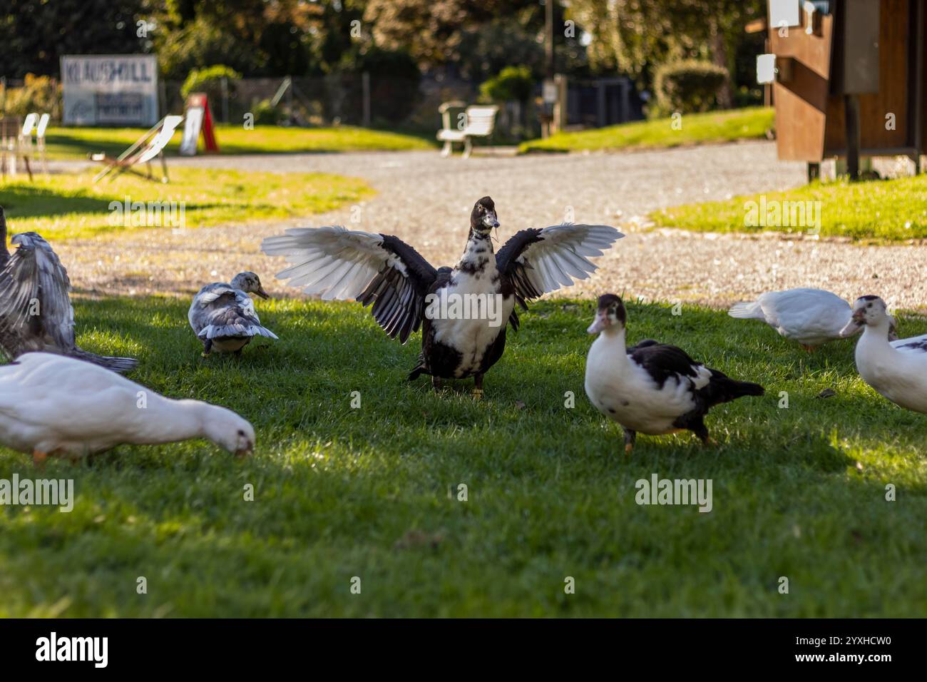 Duck in sunlight shows its splendor Stock Photo - Alamy