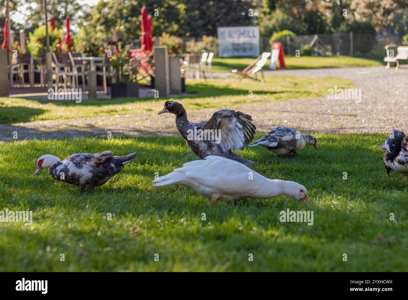 Duck in sunlight shows its splendor Stock Photo - Alamy