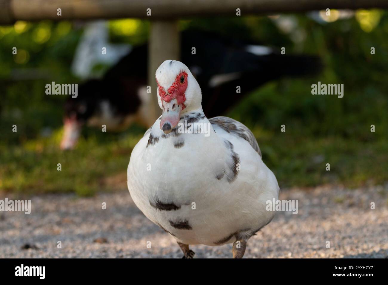 Duck in sunlight shows its splendor Stock Photo - Alamy