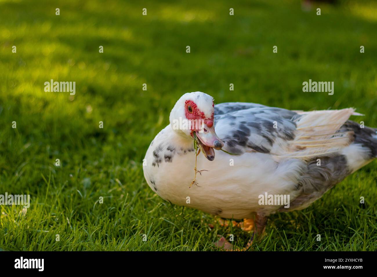 Duck in sunlight shows its splendor Stock Photo - Alamy