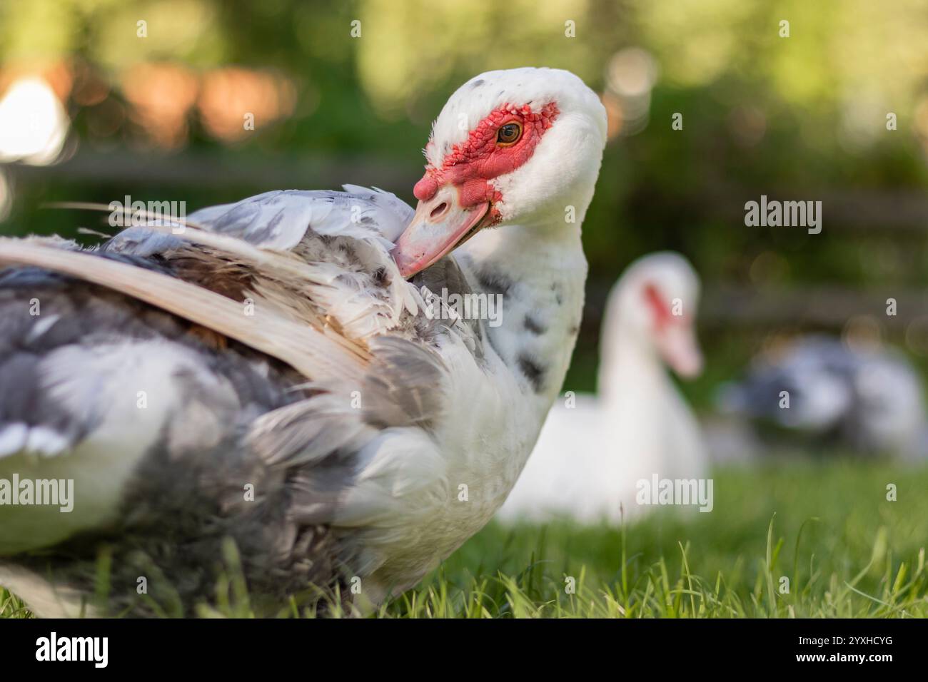 Duck in sunlight shows its splendor Stock Photo - Alamy