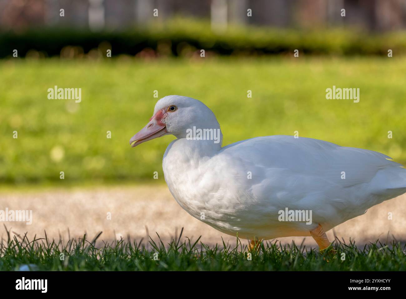 Duck in sunlight shows its splendor Stock Photo - Alamy