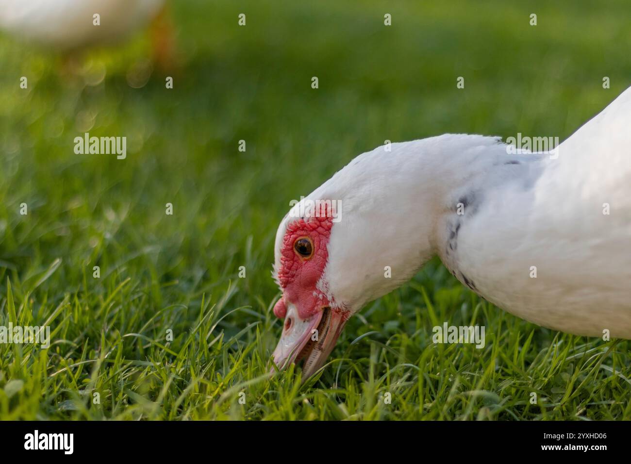 Duck in sunlight shows its splendor Stock Photo - Alamy