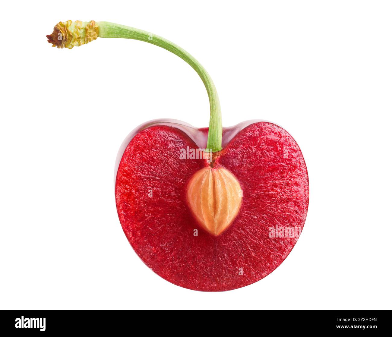 Halved sweet cherry with pit and curved stem isolated on white background Stock Photo