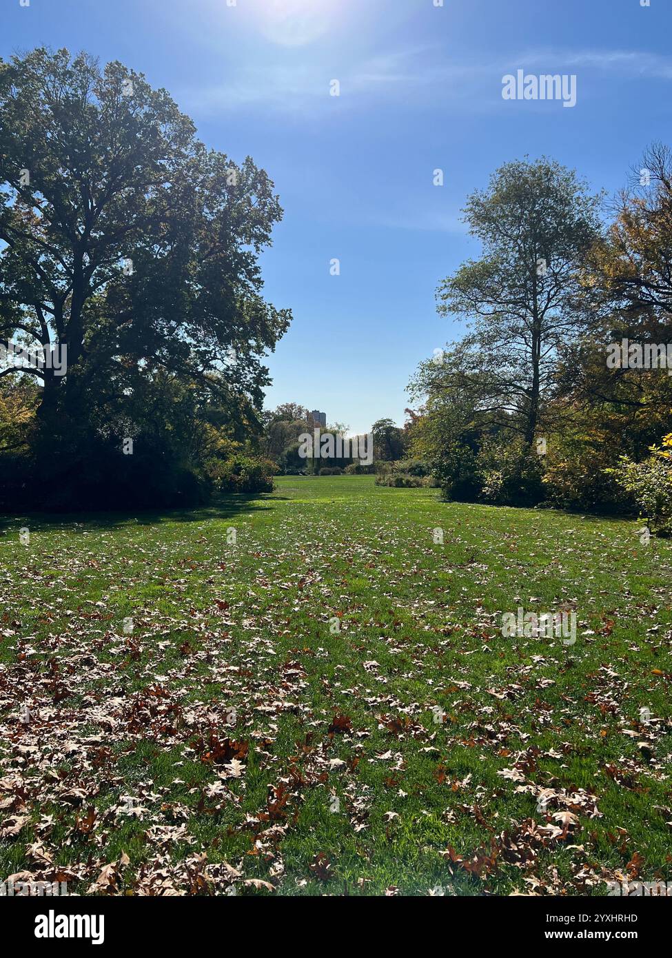 Green park on a sunny, fall afternoon - Smartphone Captured Stock Image