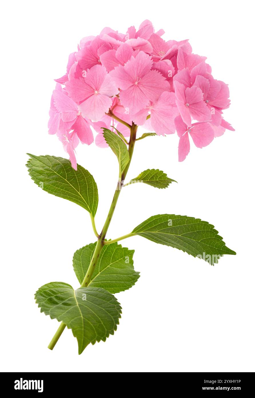 Pink Hydrangea flowers isolated on white background Stock Photo - Alamy