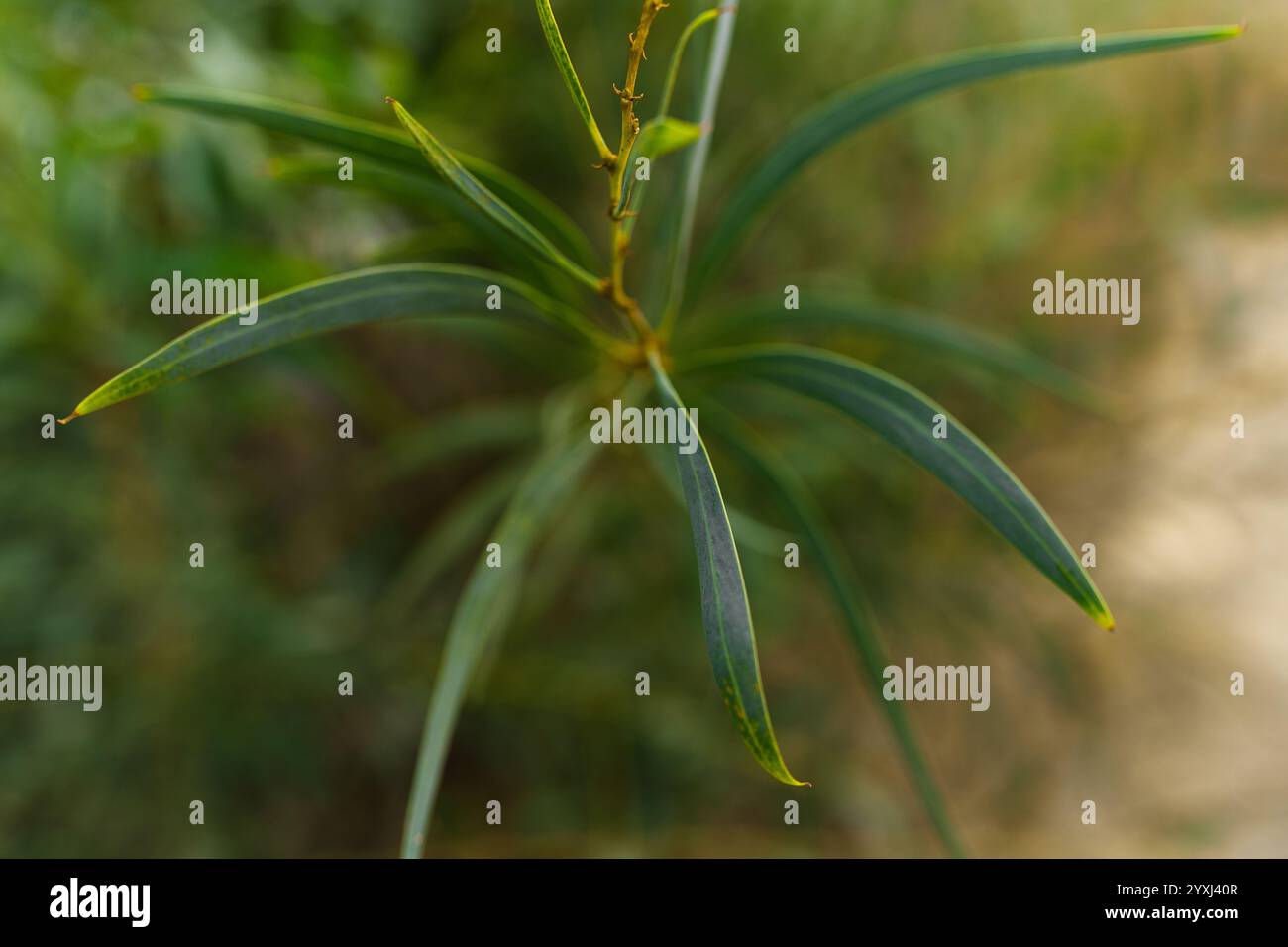 Thin leaves texture hi-res stock photography and images - Alamy