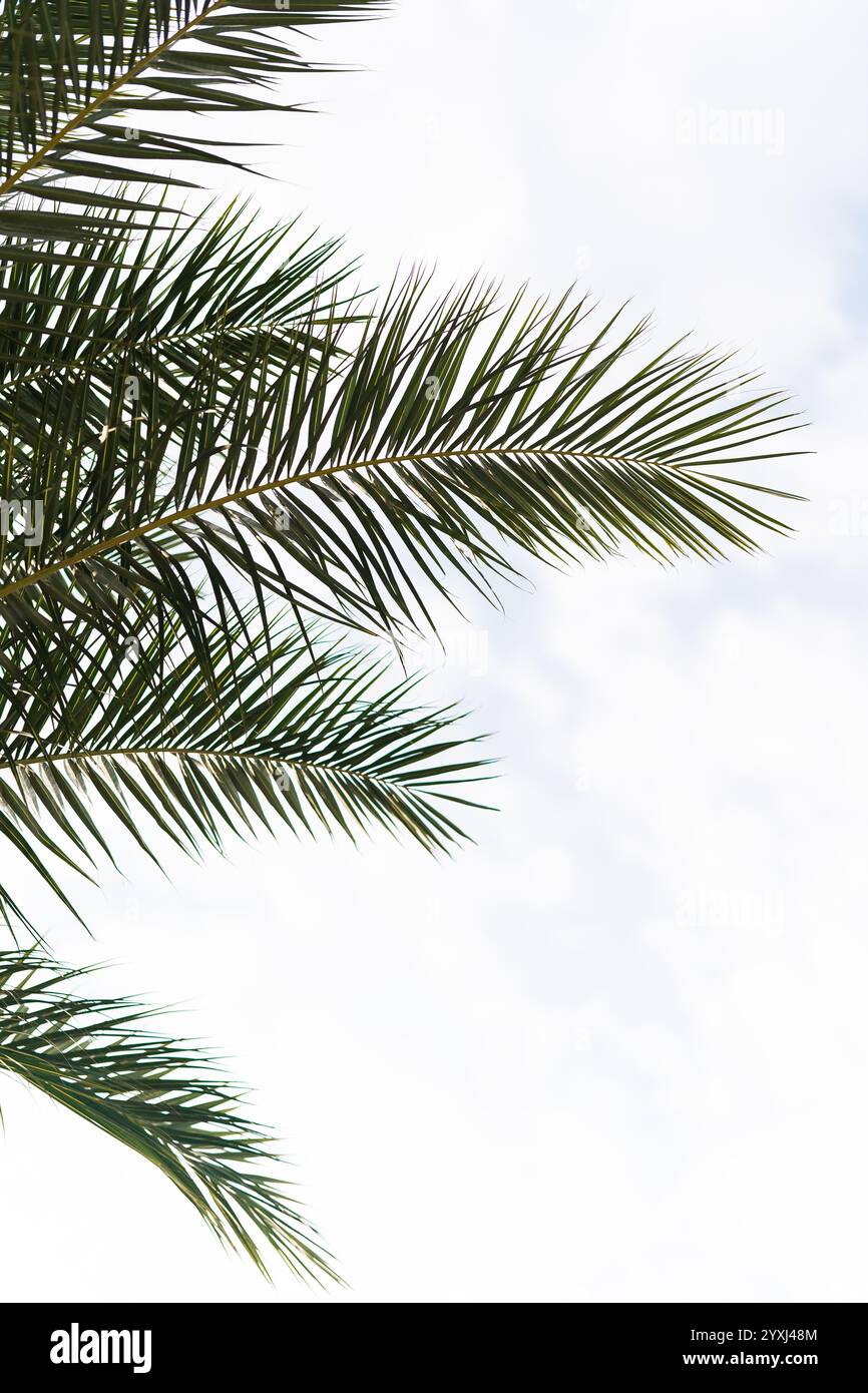 palm tree leaves with blue sky as background Stock Photo - Alamy