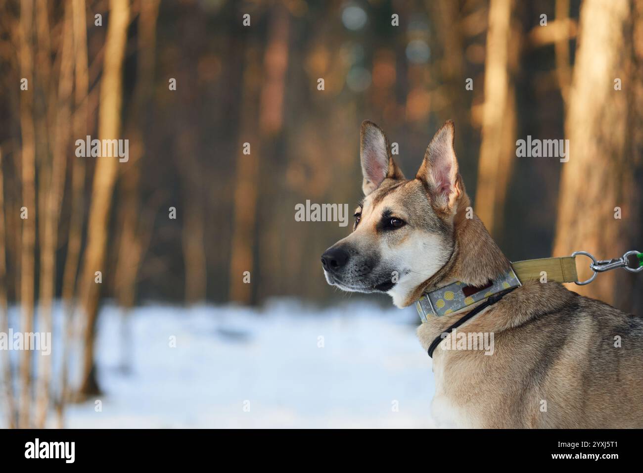 A dog looks to the side while standing in a snowy forest. Its attentive posture and thick fur contrast with the tranquil winter backdrop. Stock Photo