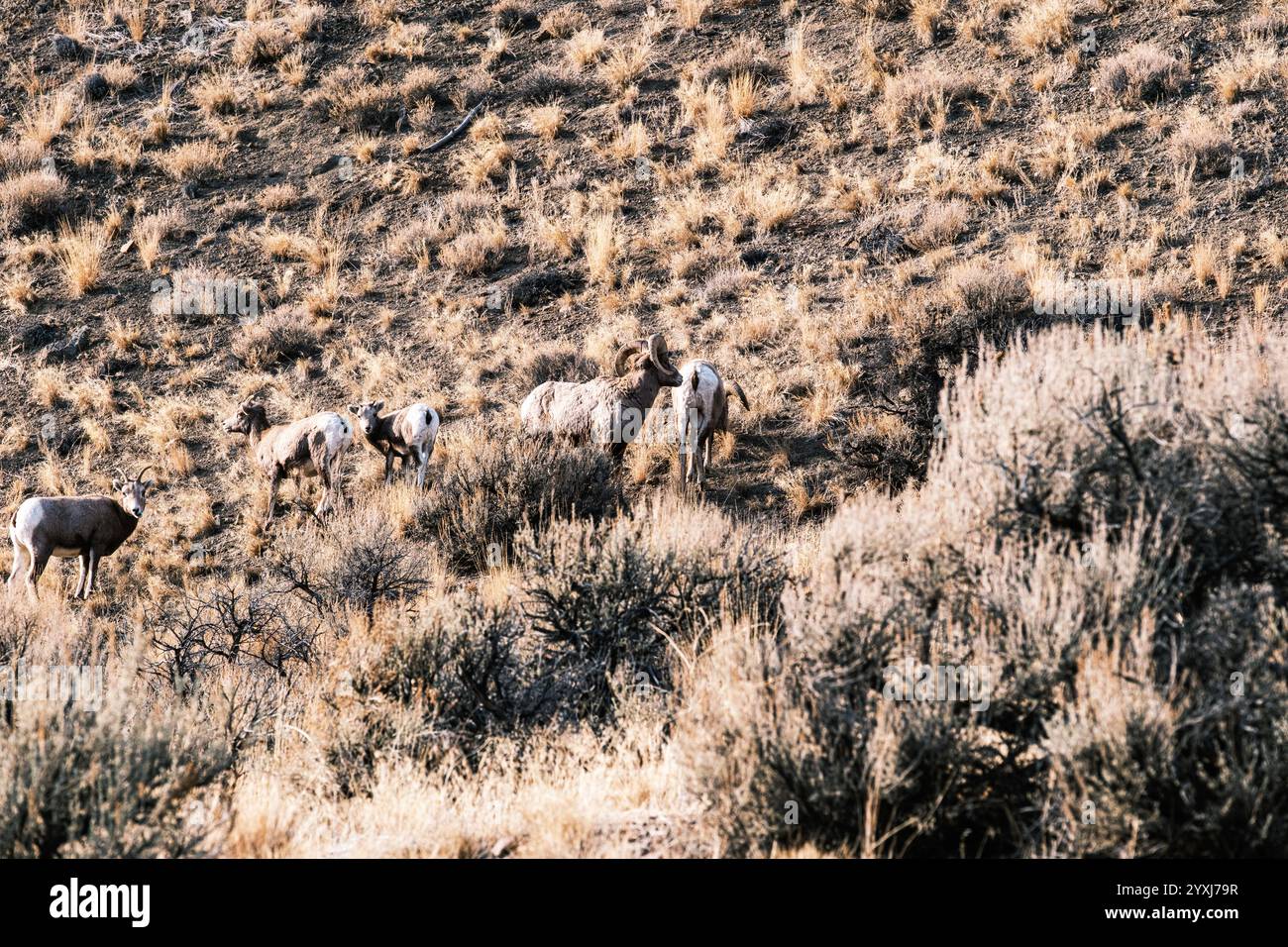 Bighorn Sheep on hillside Stock Photo - Alamy