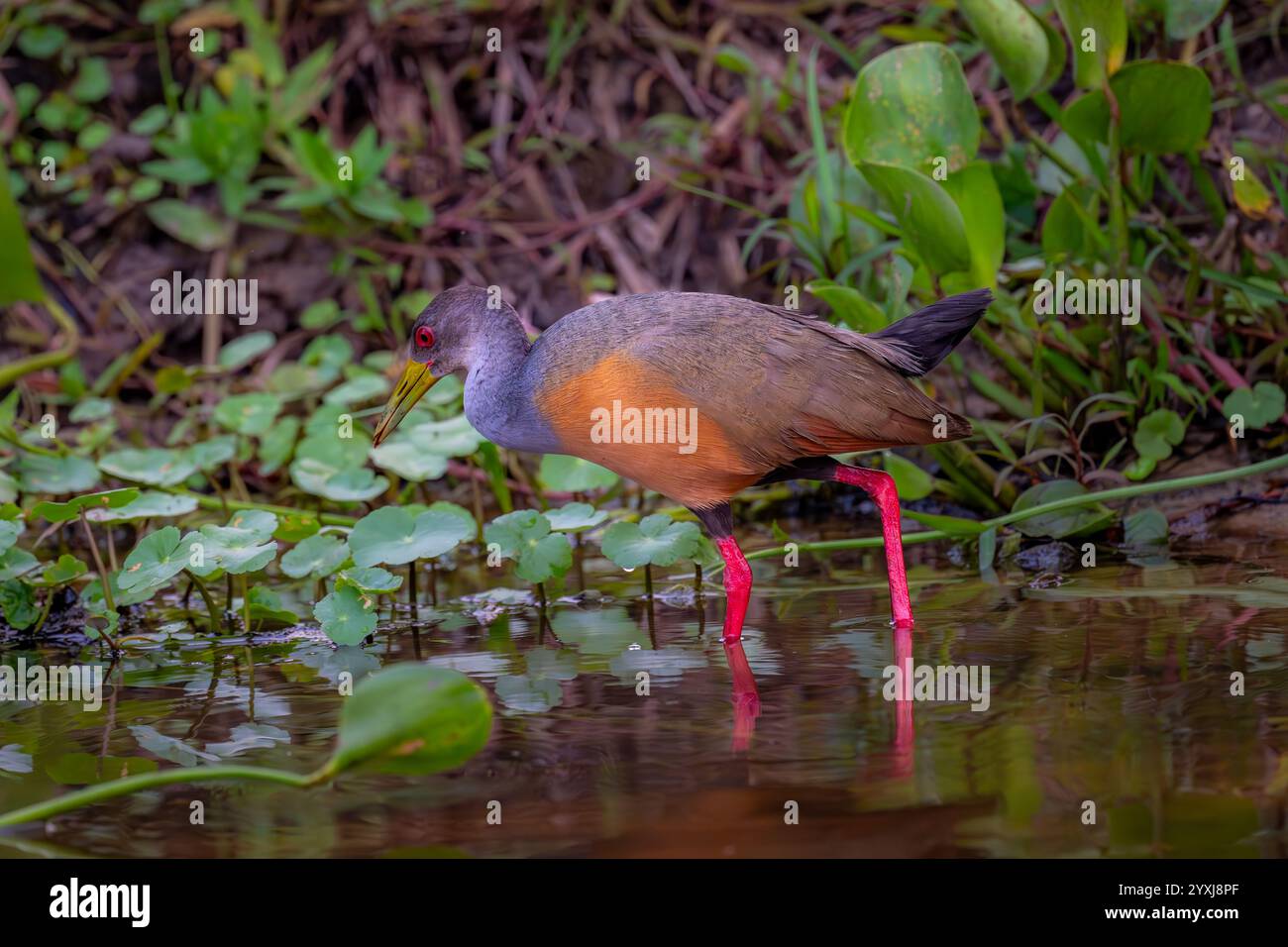 Grey necked wood rail wading on the edge of a river in the Pantanal Stock Photo