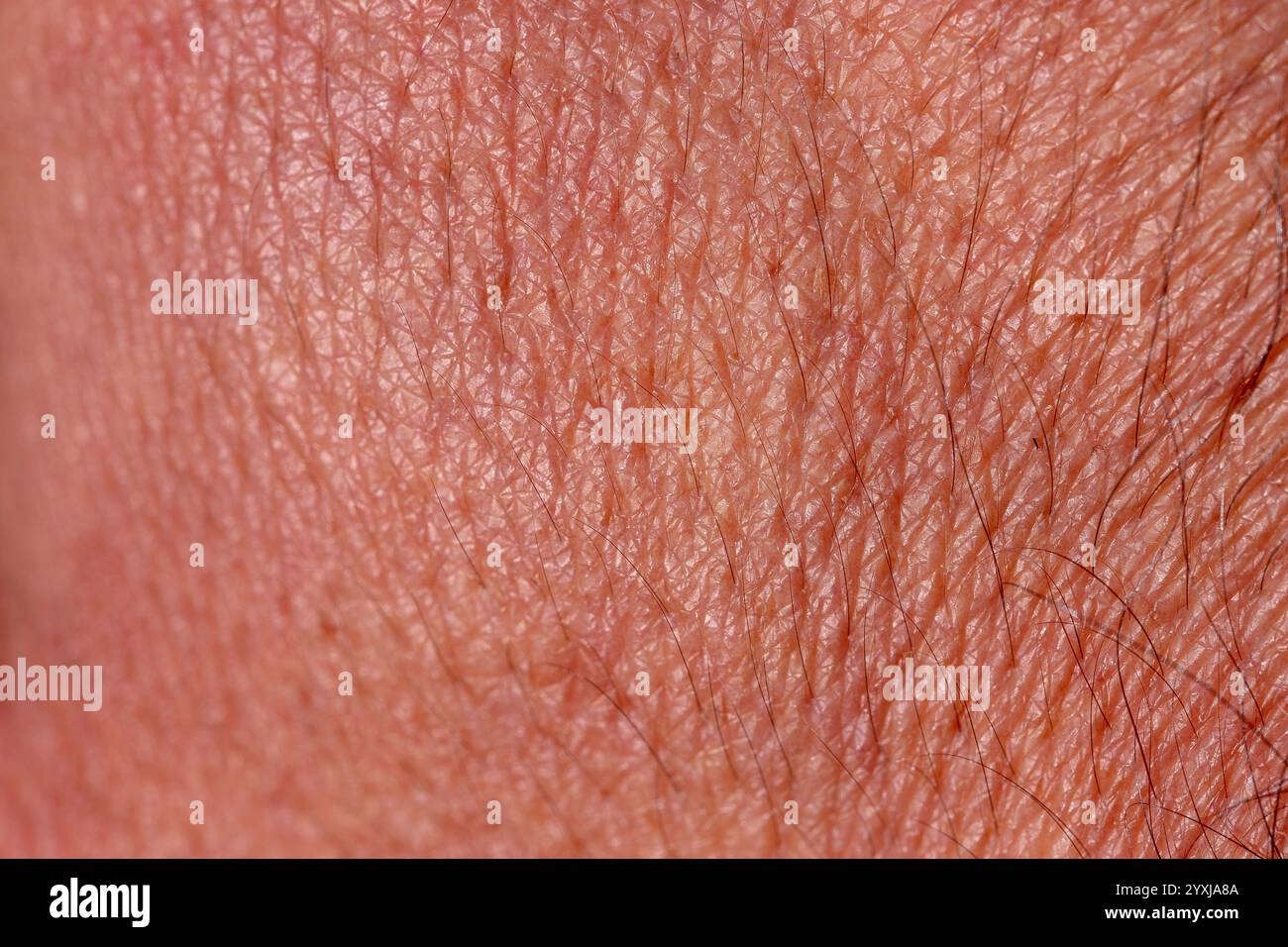 Skin Of Human Hand With Pores And Small Visible Hairs Stock Photo Alamy