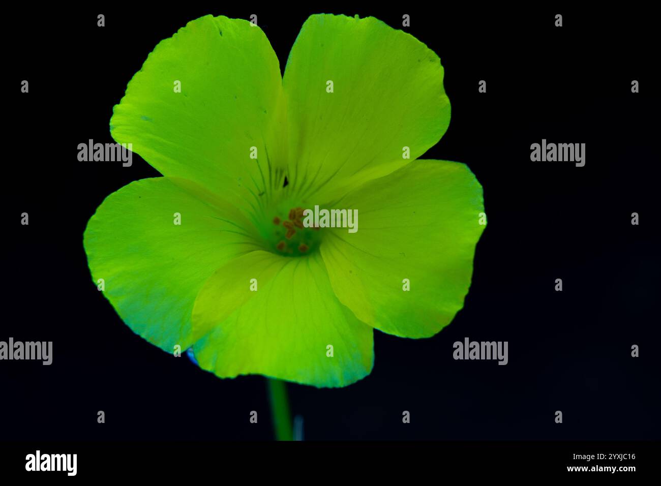 Yellow flower interior seen from above with yellow stamens and incident green light Stock Photo