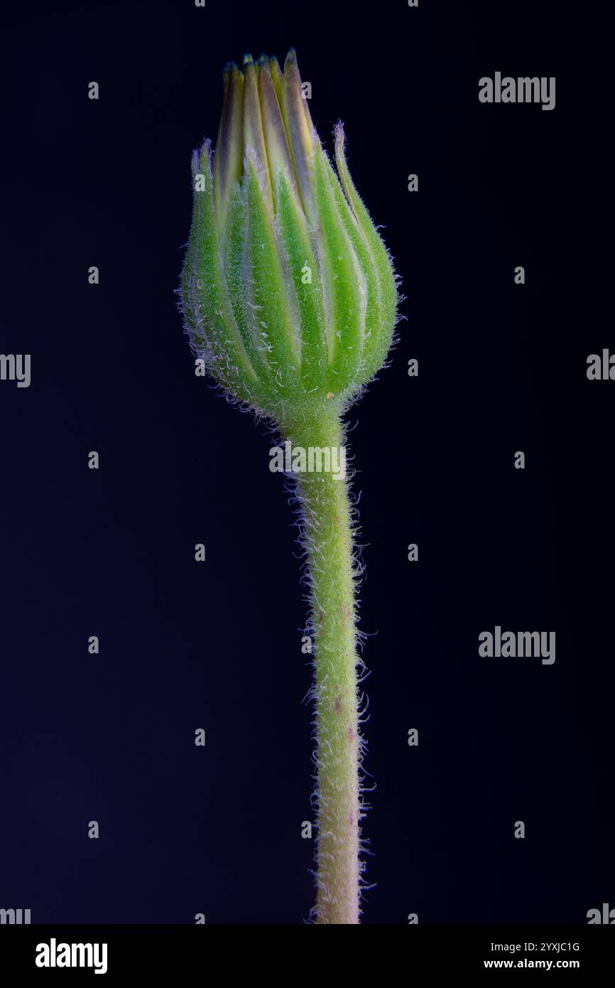 Strong Color Flower Strong color hi-res stock photography and images - Alamy
