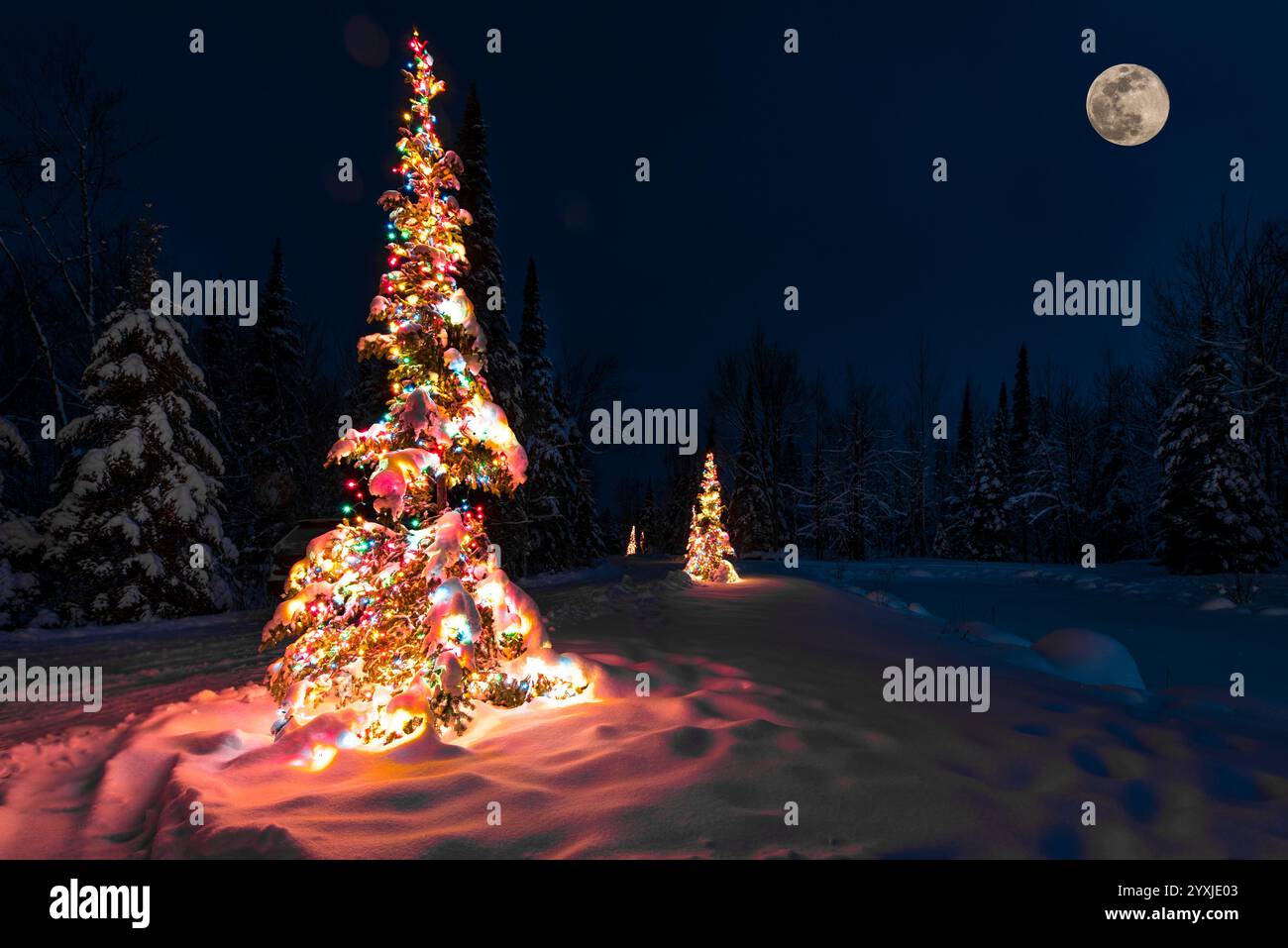 Illuminated Christmas Trees in Snowy Forest at Night Under Moonlight ...