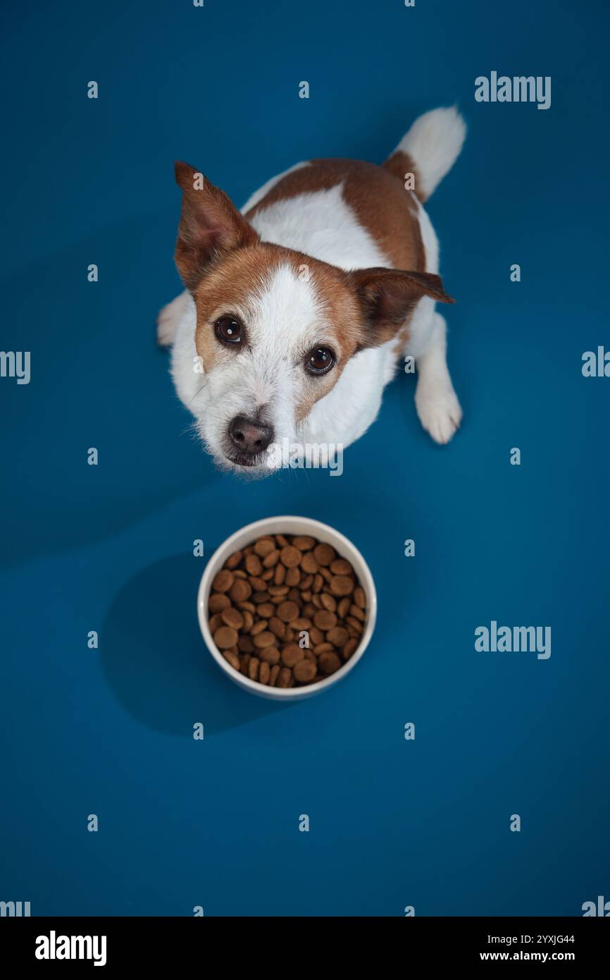 A Jack Russell Terrier looks up expectantly at a food bowl on a blue background, capturing the dog anticipation. The scene conveys a sense of Stock Photo