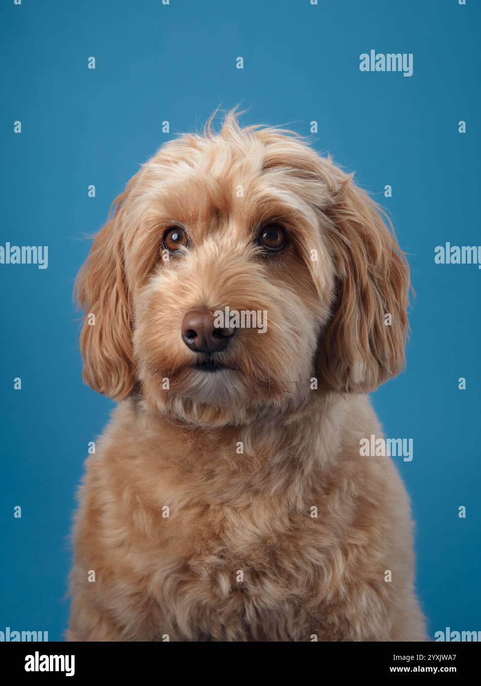 A Labradoodle with curly fur sits and looks attentively forward against a bright blue background. Stock Photo