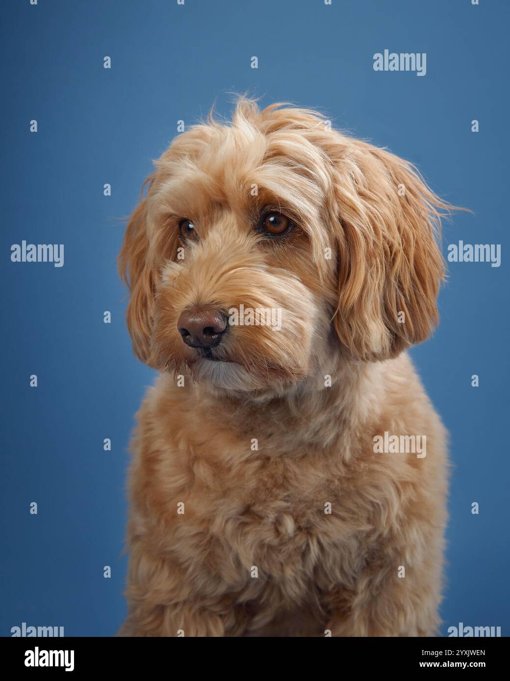 A Labradoodle with soft, curly fur looks to the side with a thoughtful expression, set against a blue background. Stock Photo