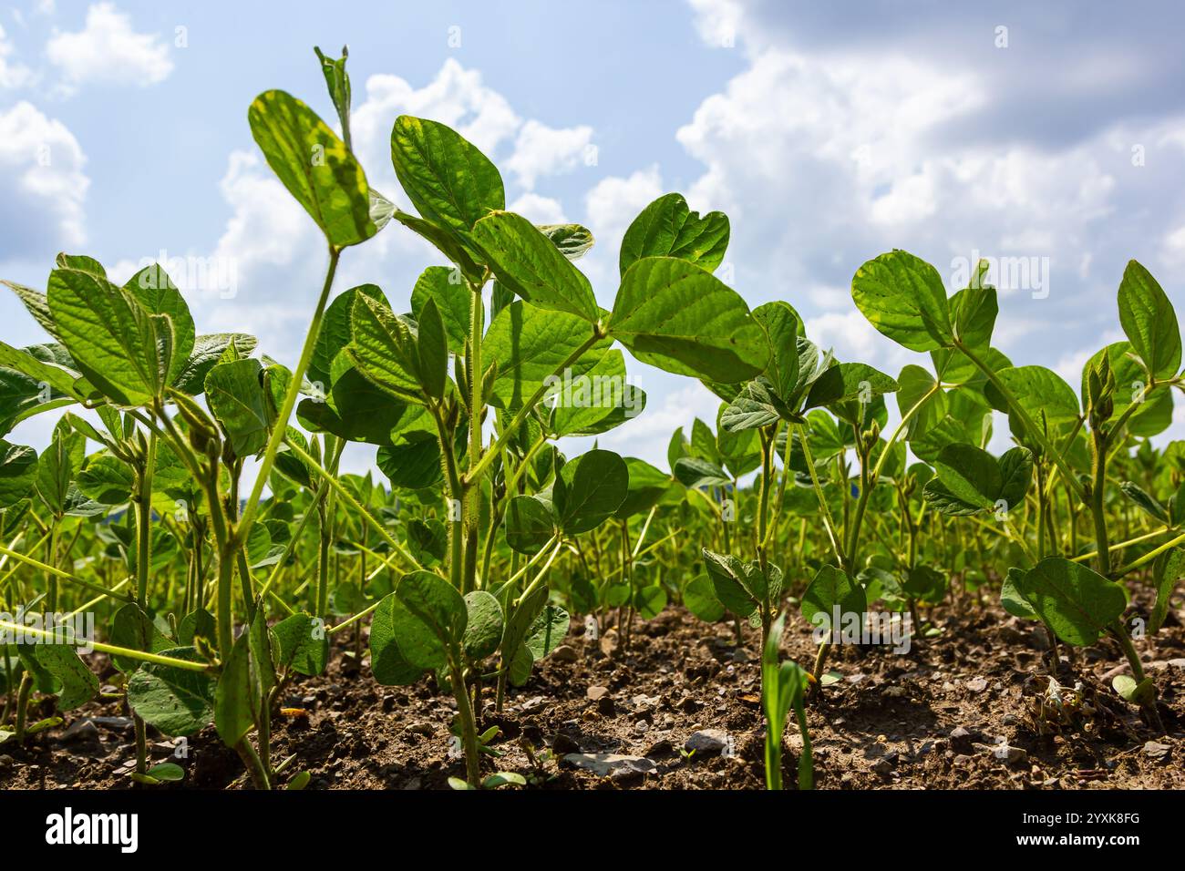 Seedlings varieties hi-res stock photography and images - Alamy