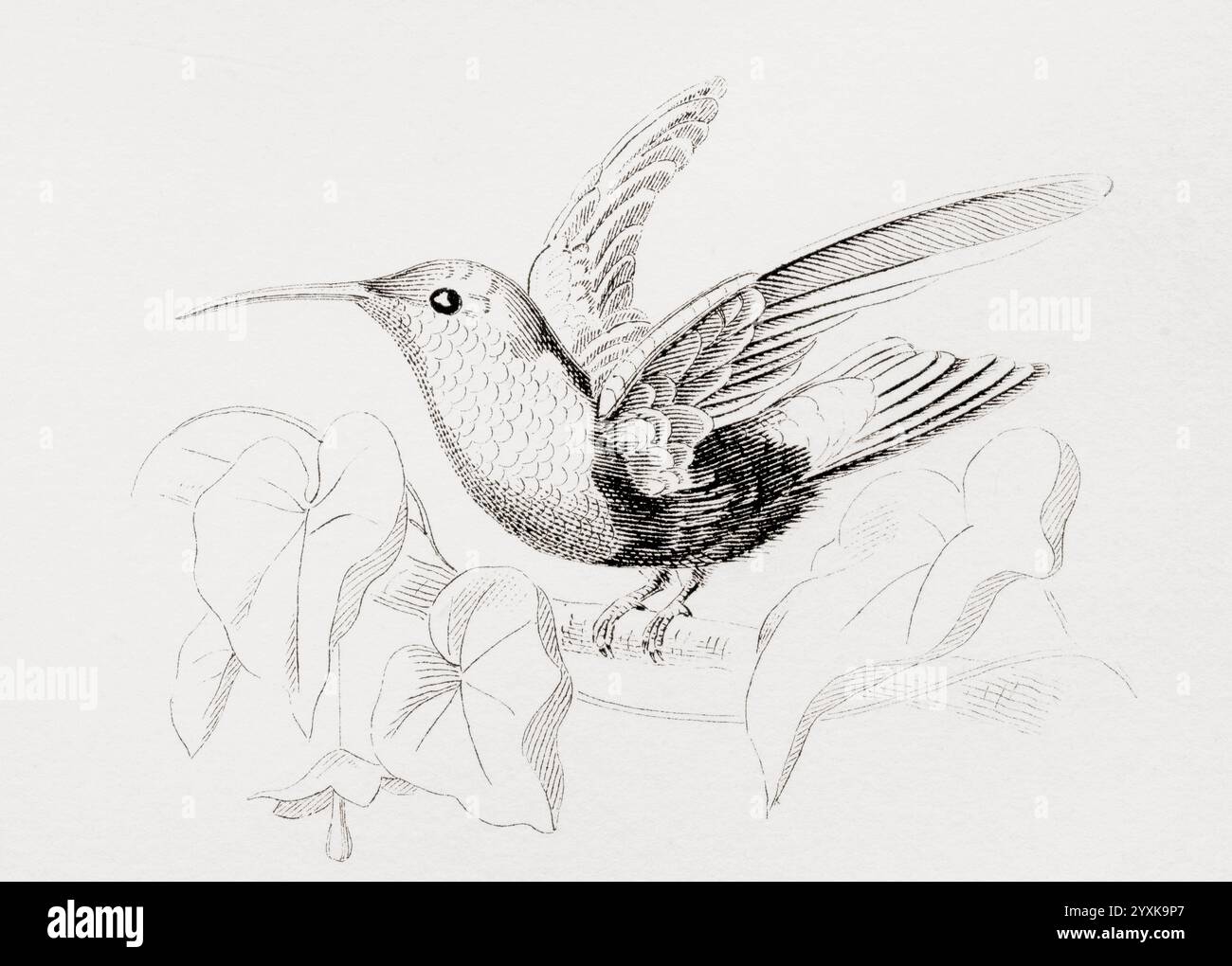 The purple-throated carib (Eulampis jugularis).  From The National Encyclopaedia: A Dictionary of Universal Knowledge, published c.1890 Stock Photo