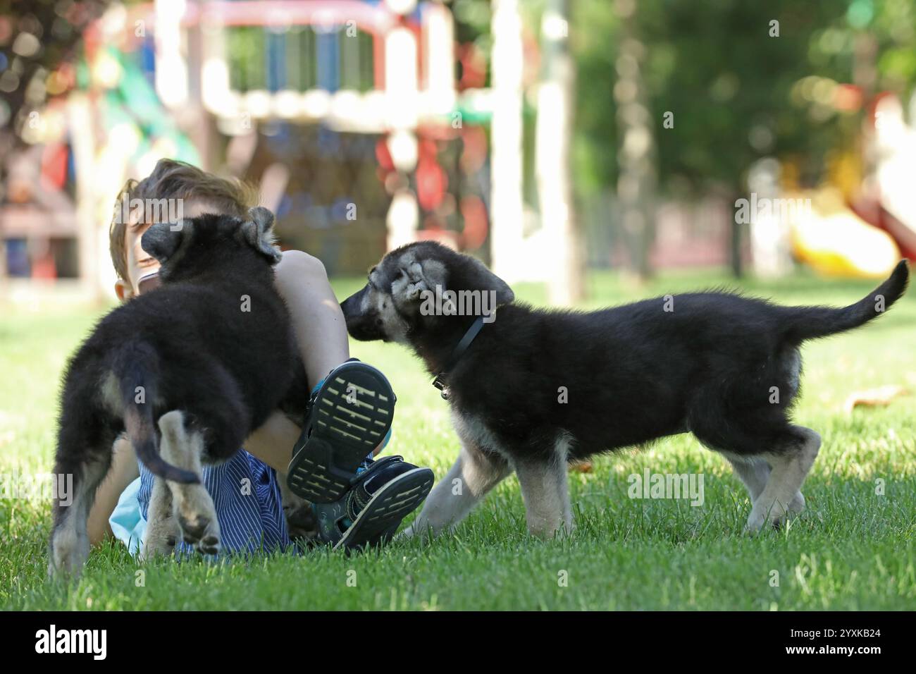 Cute boy playing with shepherd puppies on the grass in summer park ...