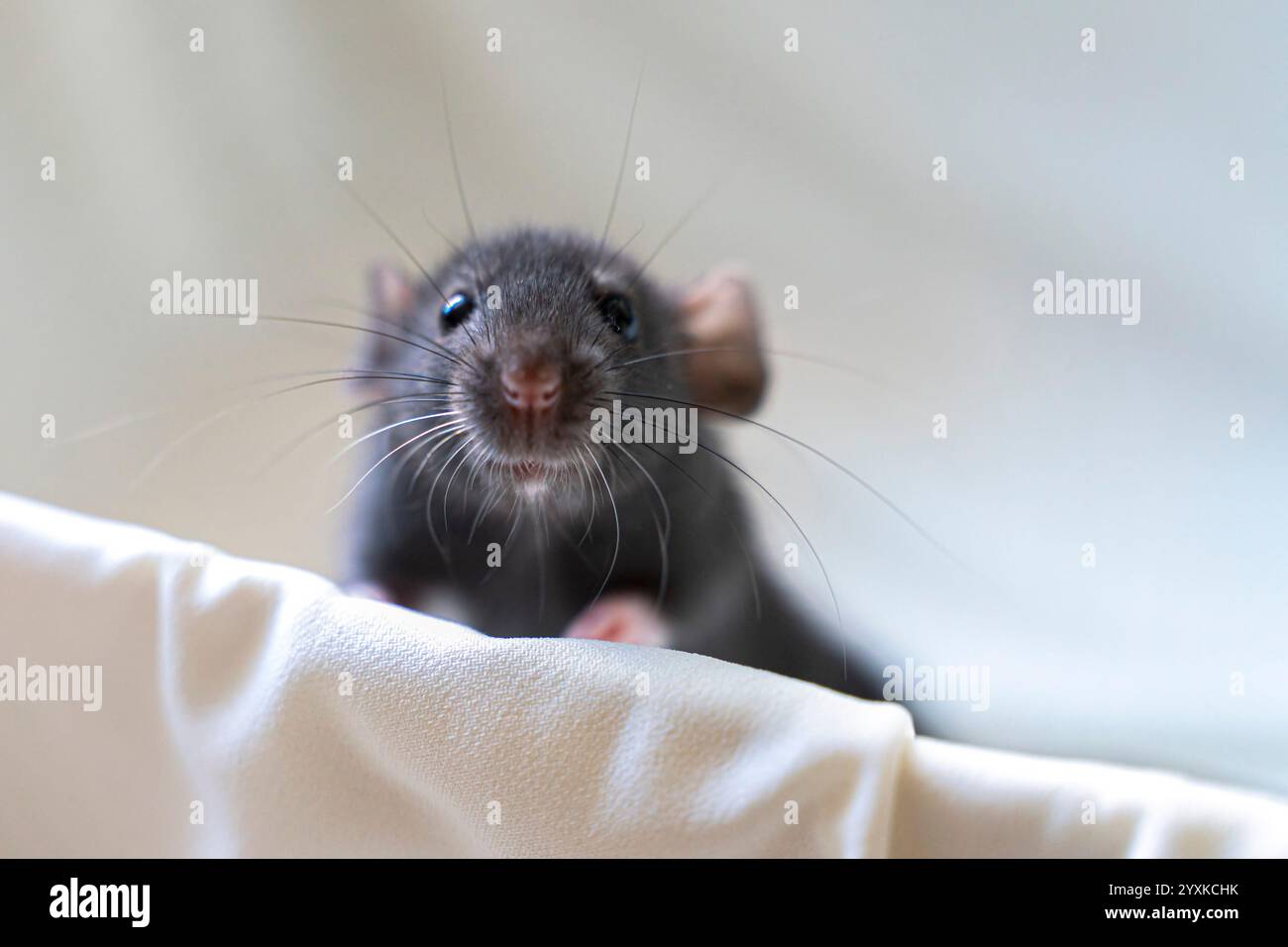 Rat head hi-res stock photography and images - Alamy