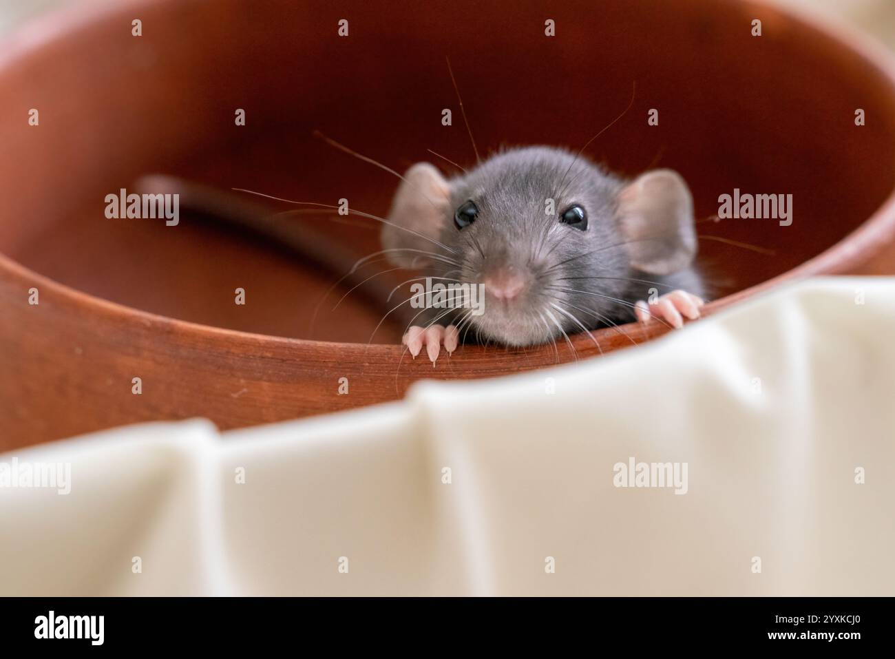 The head of a gray Dumbo rat on a white background, she sits in a clay ...