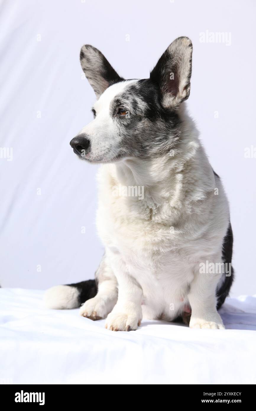 Welsh corgi sitting hi-res stock photography and images - Alamy