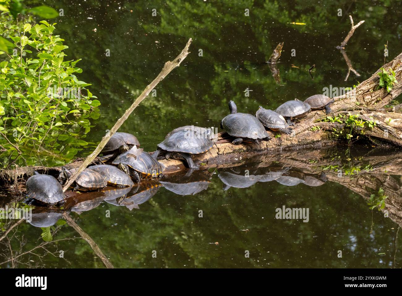 Red-eared slider on tree trunk Stock Photo
