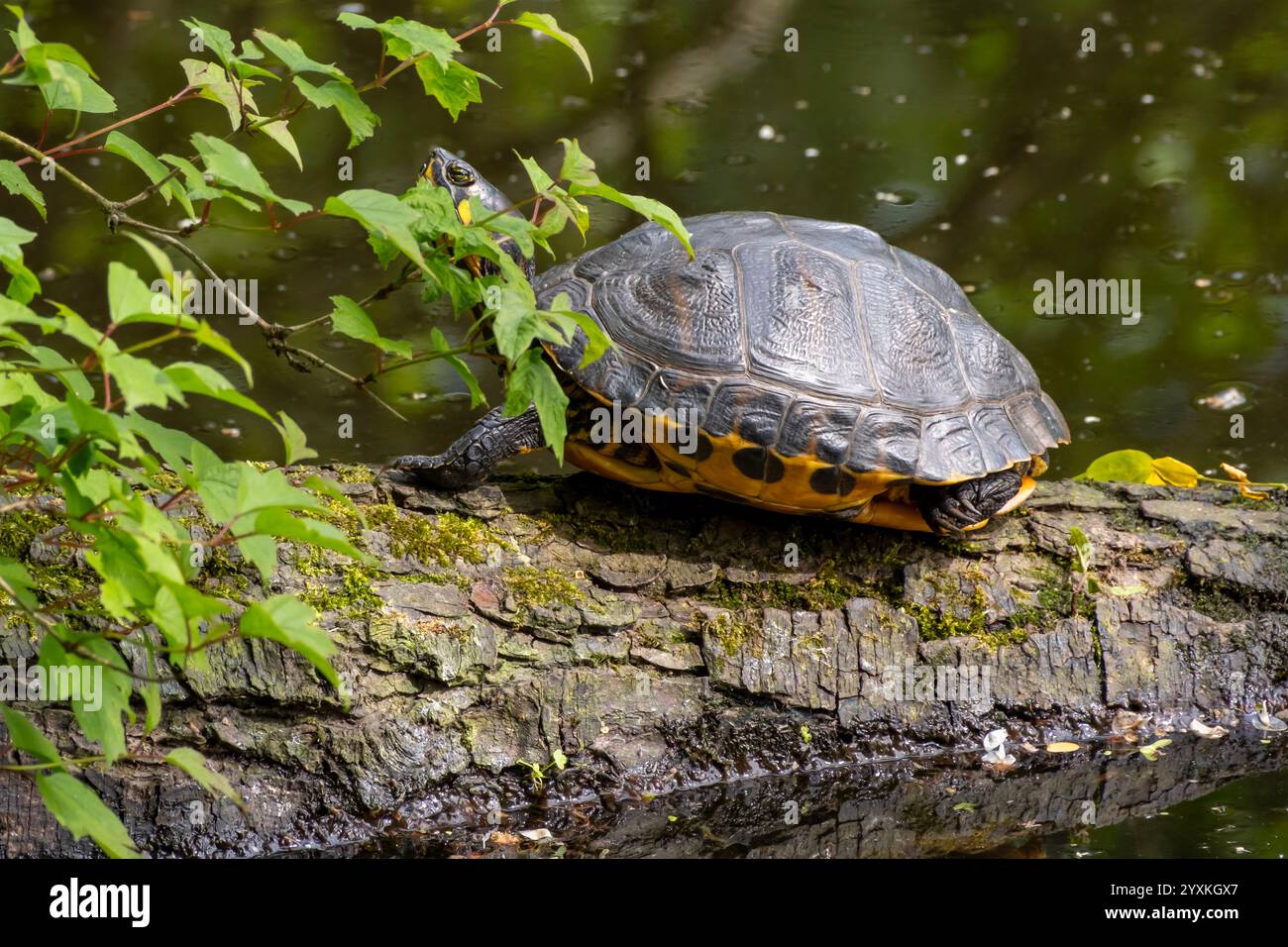 Red-eared slider on tree trunk Stock Photo