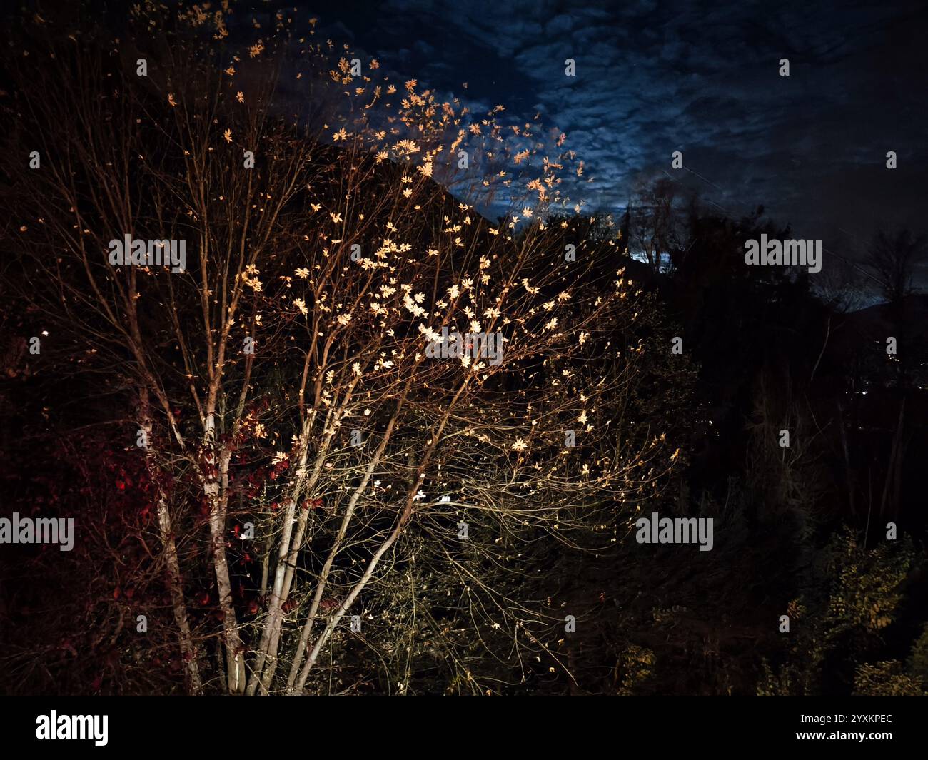 Illuminated tree branches hi-res stock photography and images - Alamy