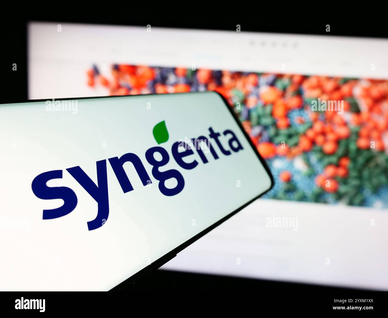 In this photo illustration, a mobile phone with the logo of Swiss agritech company Syngenta Crop Protection AG is seen in front of business website. Stock Photo