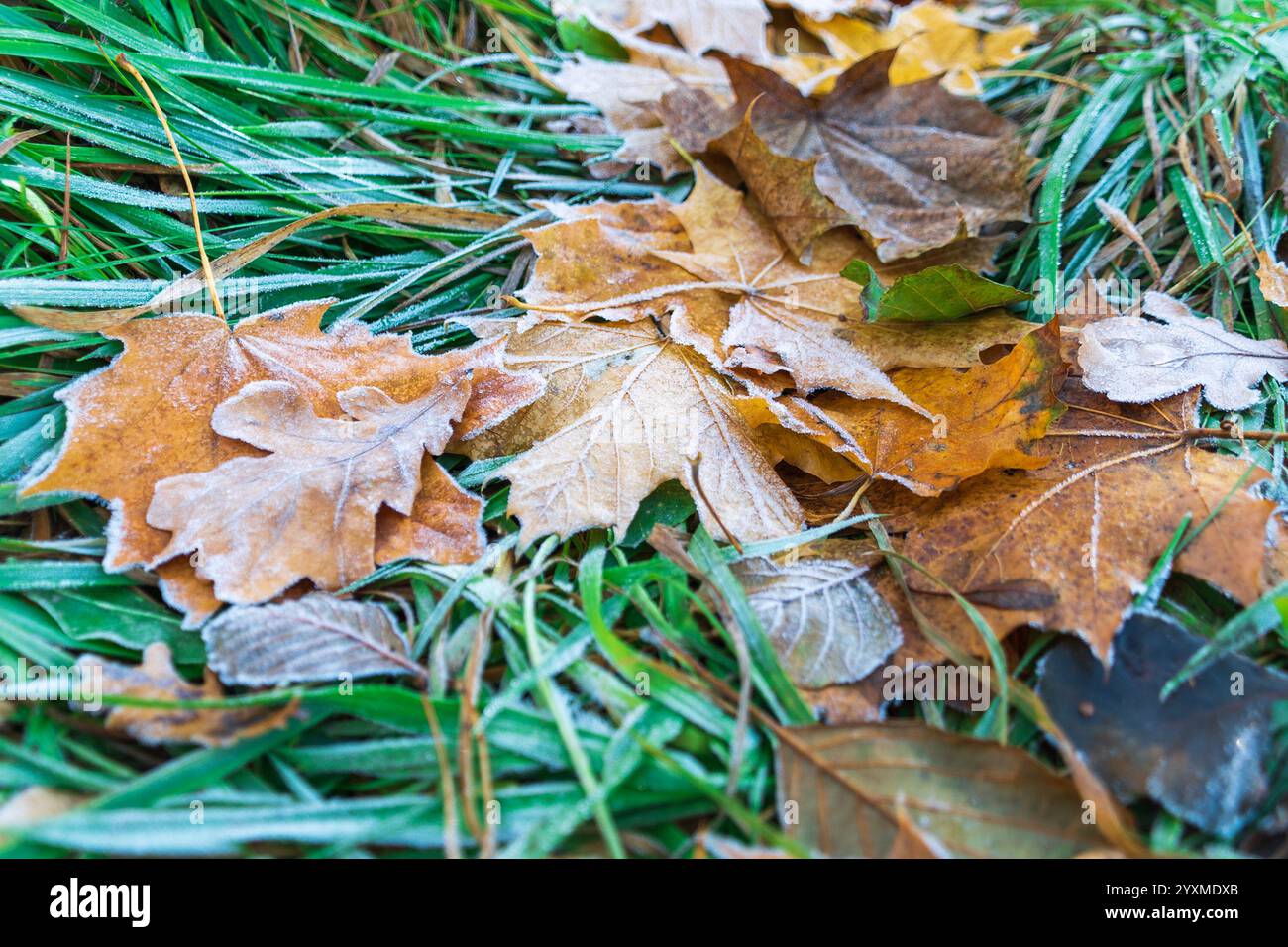 Frost-covered grass and fallen autumn leaves. Beautiful autumn ...