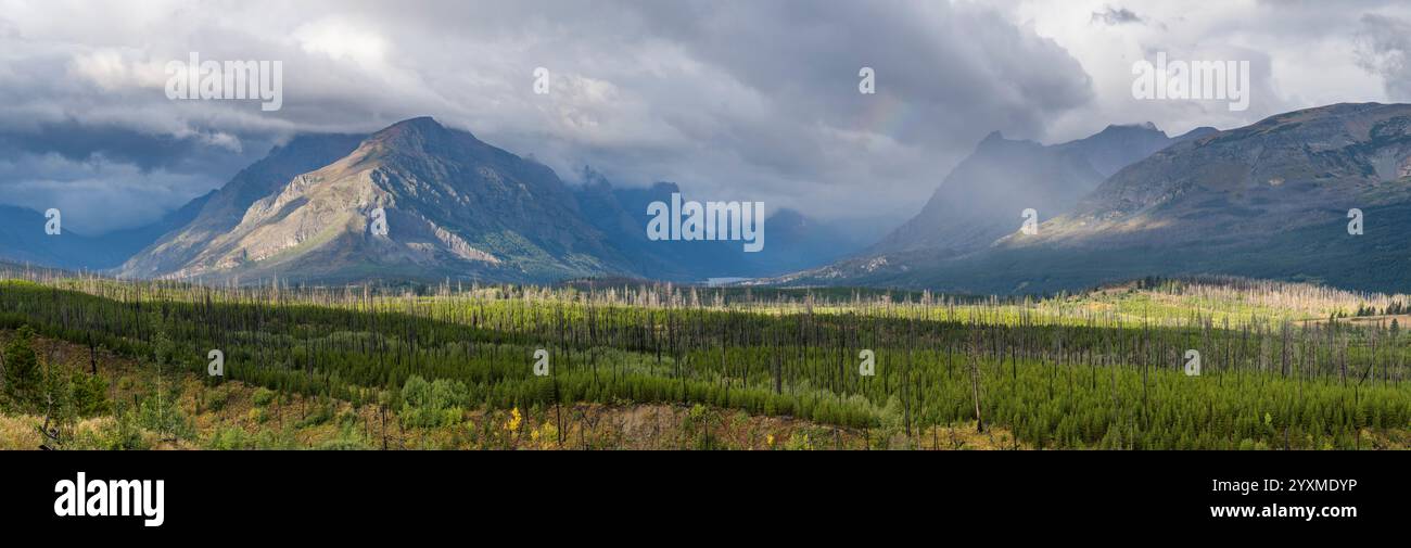 St Mary area, regeneration after the 2006 Red Eagle wildfire, Glacier National Park, Montana, USA Stock Photo