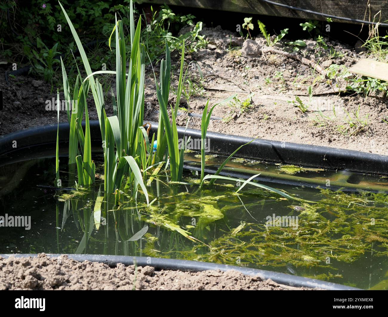 Oxygenating pond weed hi-res stock photography and images - Alamy