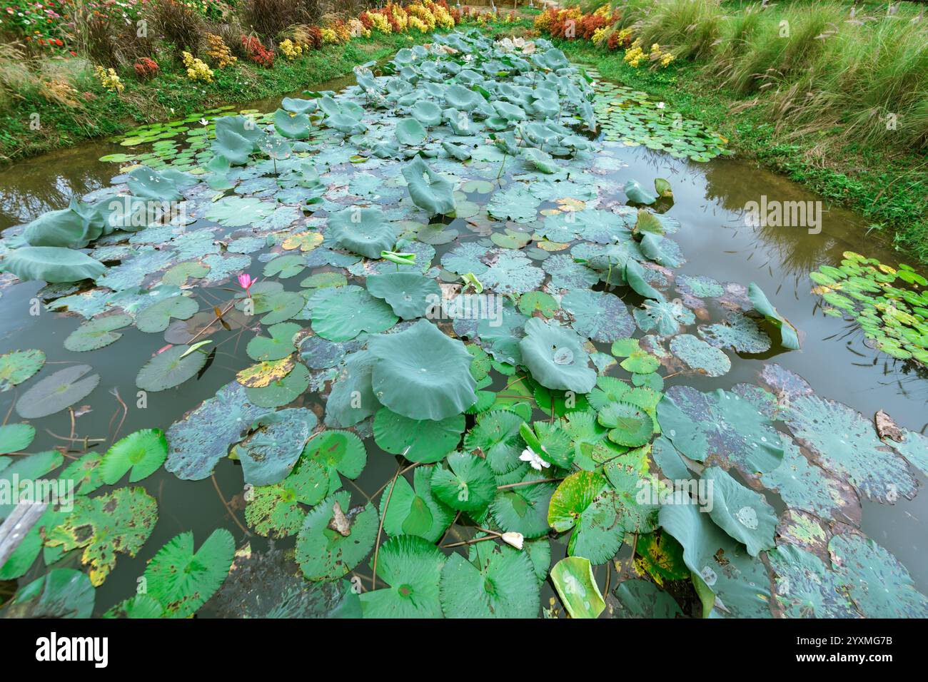 Pond full of Lotus leaves, green scenery Stock Photo - Alamy