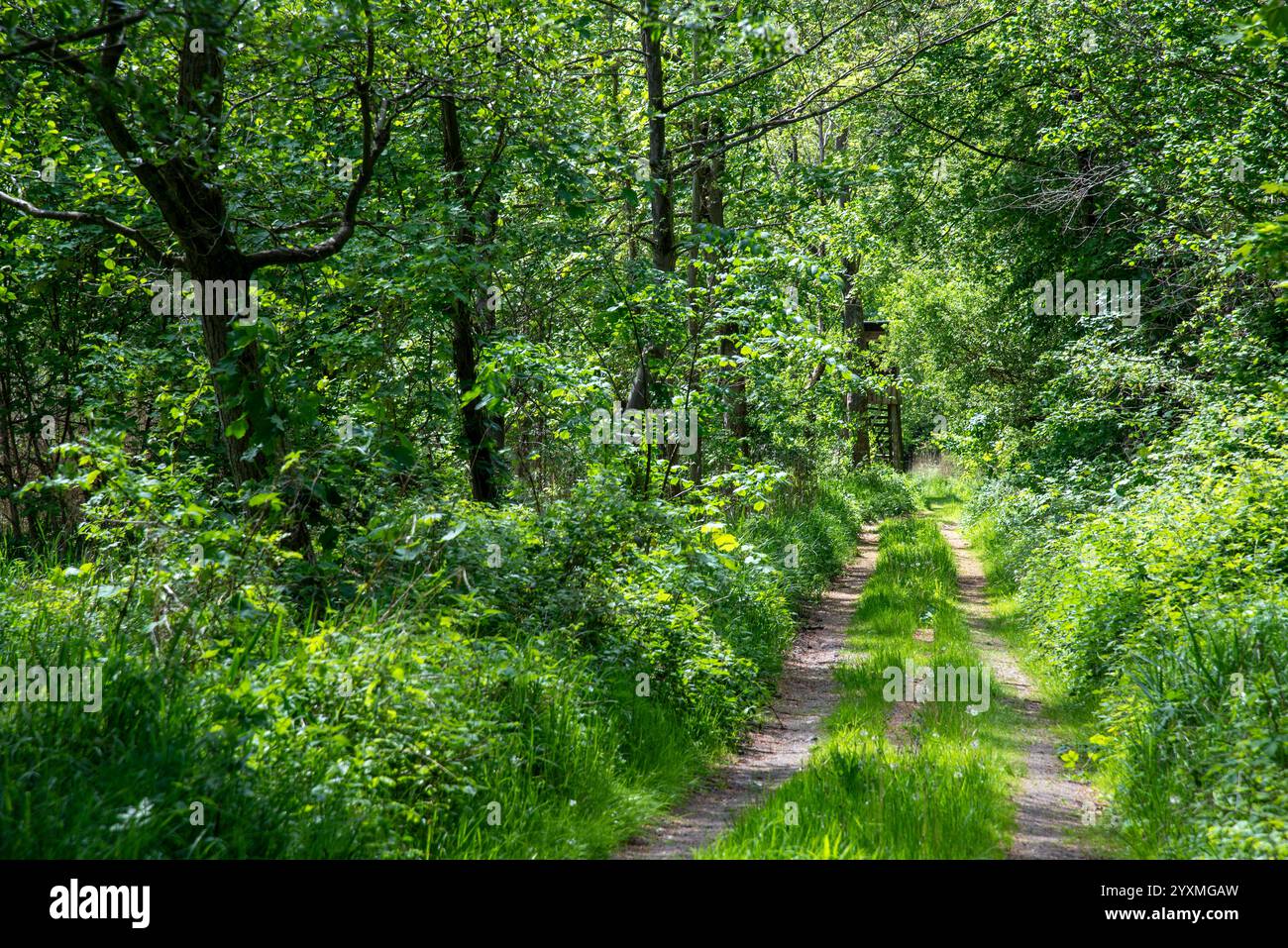 Waldweg im Frühling Stock Photo