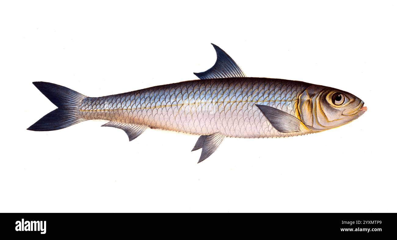 Sardina sardina pilchardus Cut Out Stock Images & Pictures