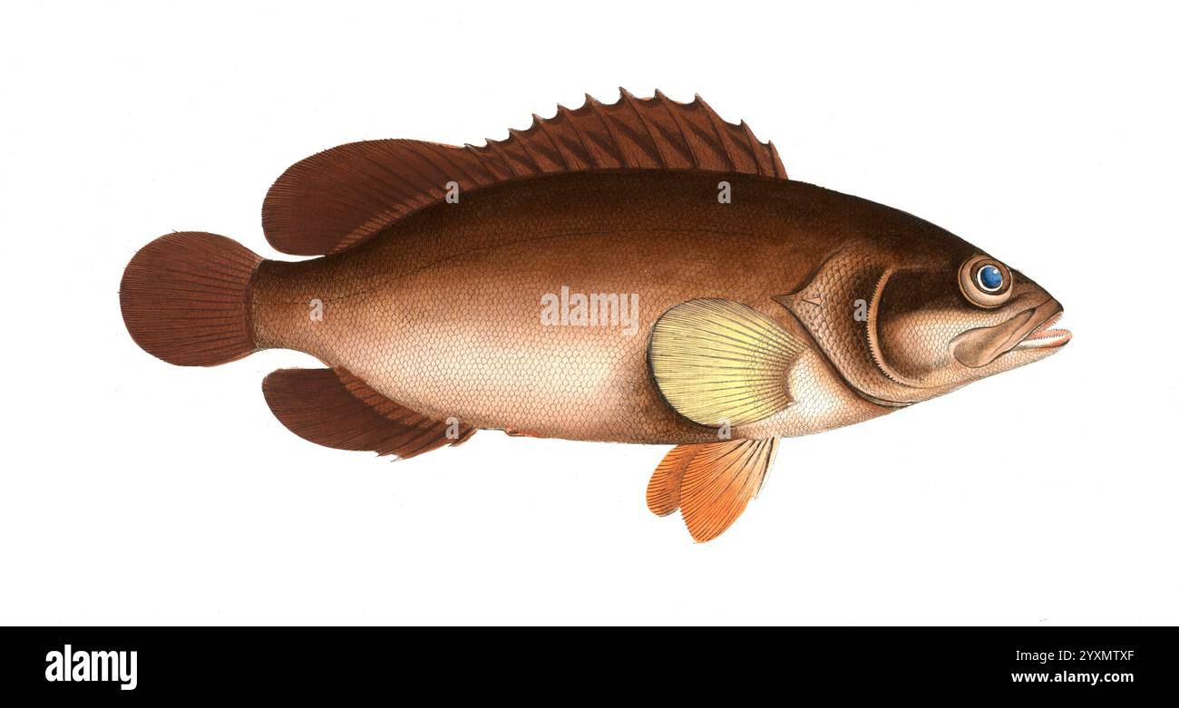 Blodauge hi-res stock photography and images - Alamy