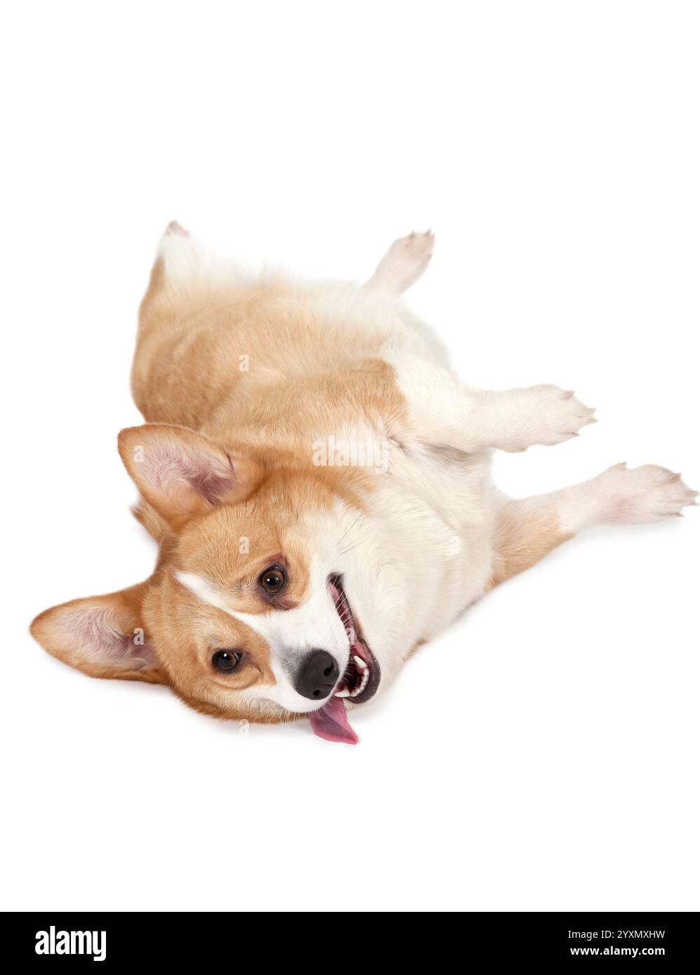 Studio shot of Welsh corgi Pembroke dog isolated on white background ...