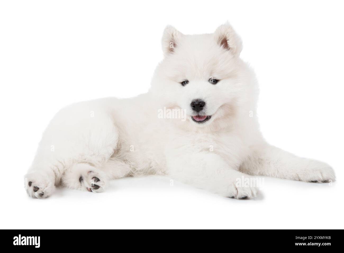 Samoyed Front Seven weeks old Samoyed puppy dog lying in front of white background ...